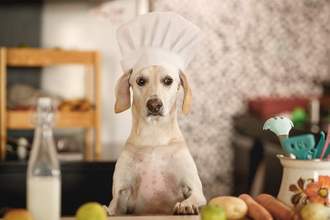 a dog wearing a chefs hat while sitting at a kitchen counter