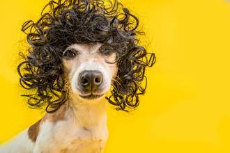 a dog wearing a curly wig