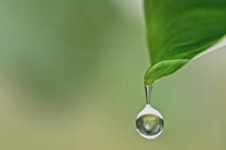 a drop of water falling from a leaf