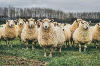 a flock of sheep standing around in a field