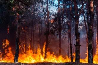a forrest fire blazing