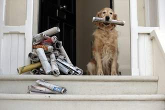 a golden retriever sitting at the top of the stairs of his home with a pile of fetched newspapers