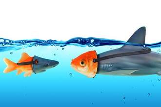 a goldfish wearing a shark mask and a shark wearing a goldfish mask