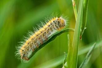 a hairy caterpillar climbing on a leaf