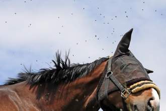 a horse wearing an eye guard while flys are swarming around its head
