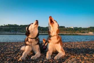 a pair of huskies howling along the lakeshore