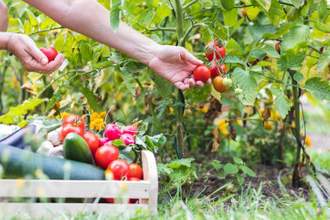 a person leaning into the frame trying to pick a ripe tomato from a garden harvest