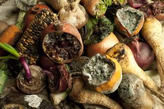 a pile of old rotten fruits and vegetables
