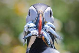a puffin eating sand eels