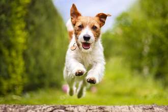 a puppy in mid run towards the audience looking happy through a field