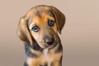a puppy