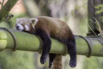 a sleepy red panda laying stomach down on a thick bamboo stock