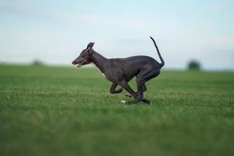 a small gray greyhound mid run on an open field
