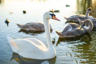 a swan wading through a lake