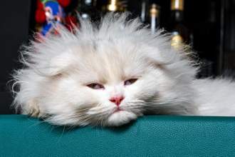a very tired cross eyed cat