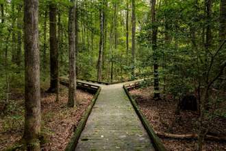 a walkway through the forrest with two different paths that could be taken