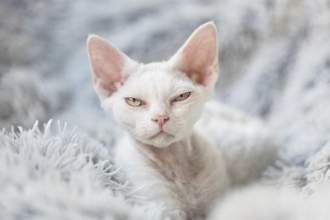 a white cat looking angrily at the camera