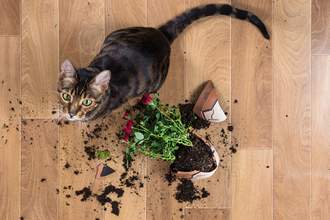a-cat-knocks-over-a-plant