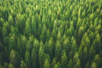 a-forest-of-green-trees