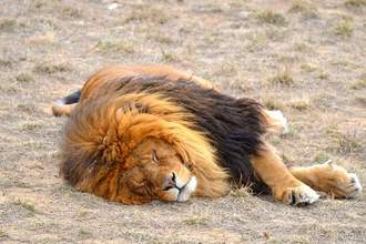 a-sleeping-lion