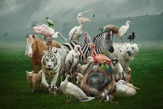 an assortment of animals placed in all directions huddled together standing on a grass field with a foggy background