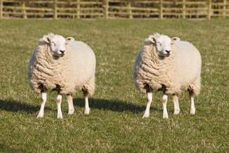 an exact copy of two sheep standing in a field looking off to the right of the screen