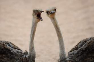 an ostrich yelling into another ostriches ear