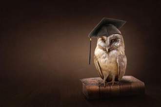 an owl wearing a graduate hat sitting on a chair