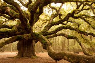 ancient angel oak tree