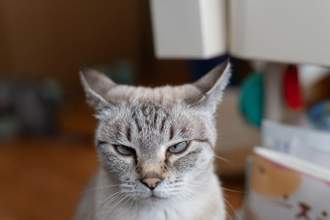 angry cat looking directly at camera