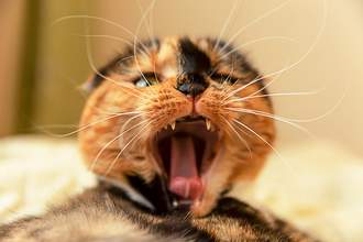 angry cat