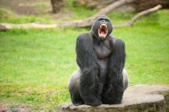angry-gorilla