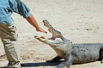 animal trainer sticking his hand into an open mouthed alligator