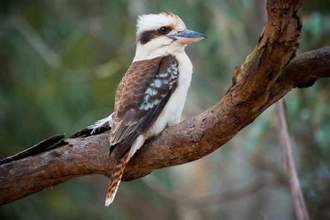 australian kookaburra sitting on a tree branch