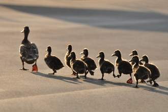 baby-ducks-follow-mother