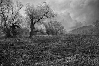 barren woods in winter