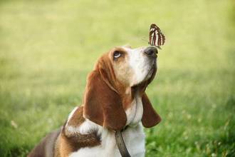 basset hound looking up at a butterfly sitting on its nose