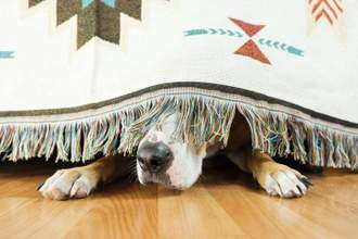beagle hiding under a blanket under a bed