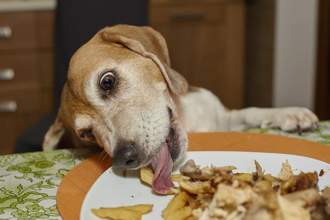 beagle sneaking up to the table to quickly grab a bit of food