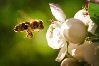bee pollinating a flower