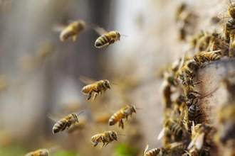 bees flying towards their hive