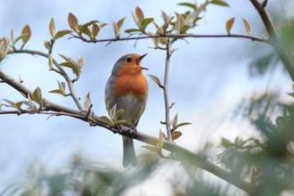 bird in a natural habitat making noise