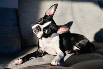 black and white boston terrier tilting its head with their ears perked up looking curiously at camera