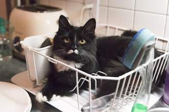 black cat sitting in the drying dish rack