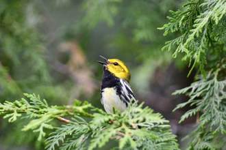 black-throated green warbler sitting on a tree branch with its mouth open