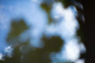 blurry image of leaves