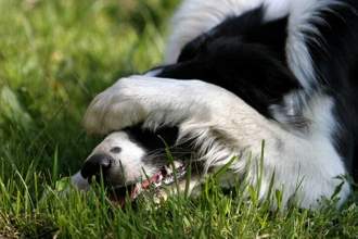 border collie dog laying in the grass covering its head with its paw
