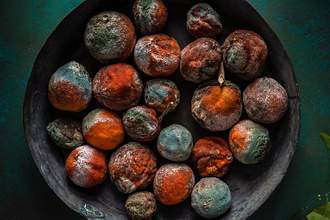 bowl of rotten oranges