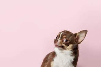 brown and white chihuahua looking shocked and confused staring into the camera on a pink background
