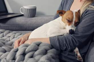 brown and white terrier sleeping soundly in his owners lap